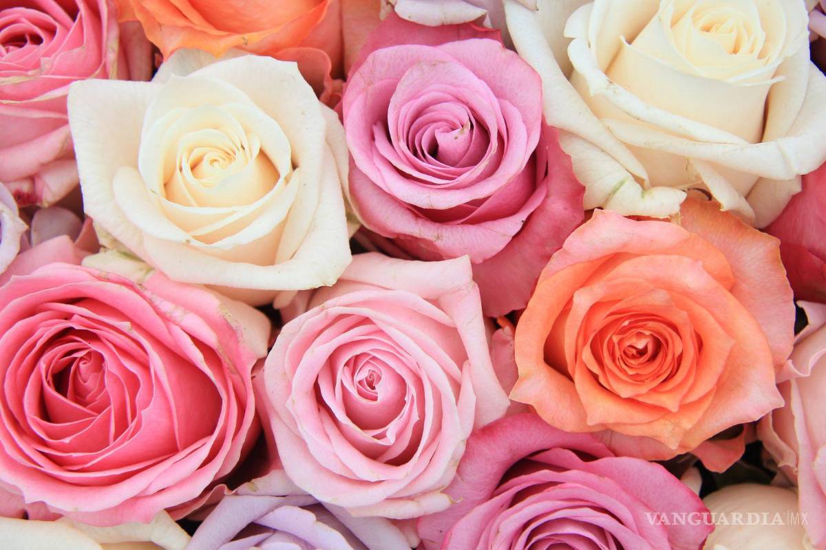 $!Día de San Valentín: Qué significan los colores de las flores para regalar el 14 de febrero