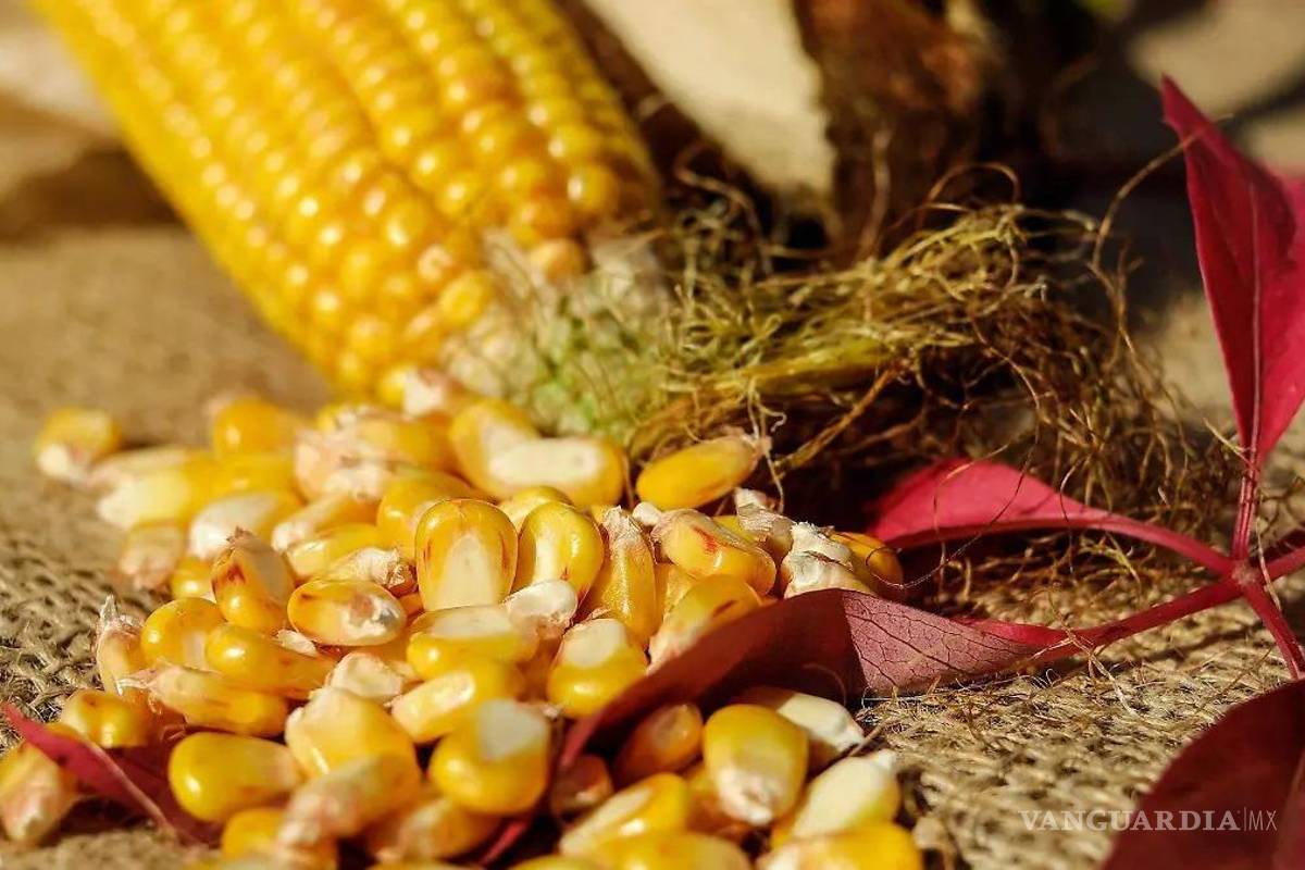 Gobierno prepara plan de rescate para campesinos afectados por el desplome del maíz
