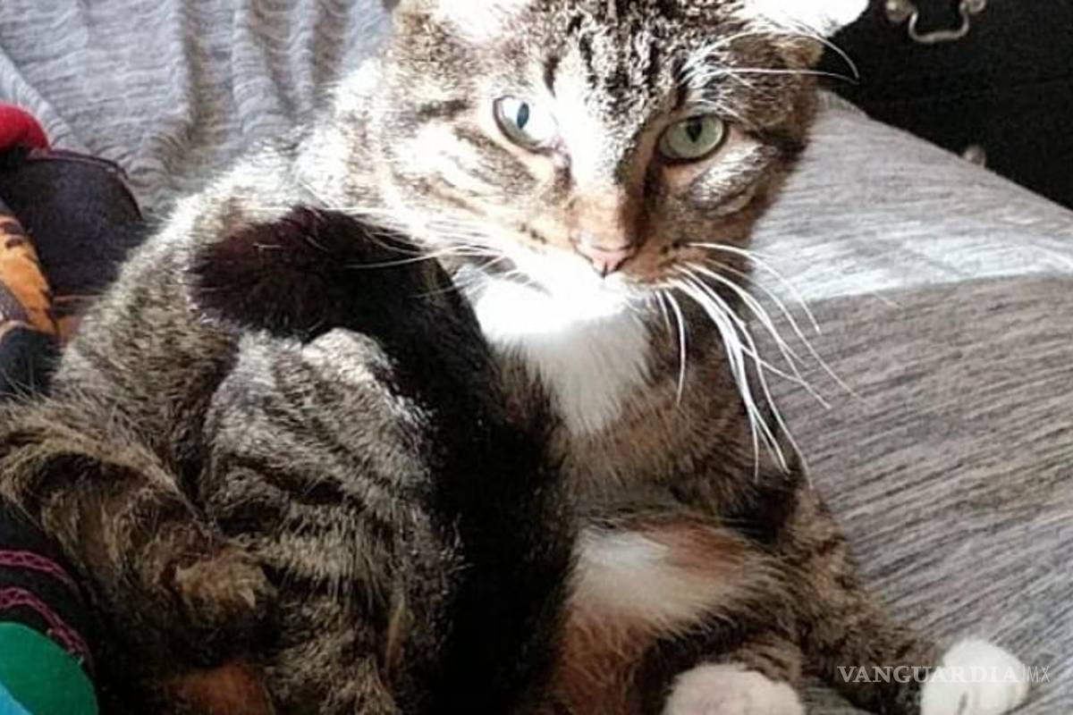 Gato perdió sus patas traseras, le hacen prótesis con impresora 3D para ayudarlo