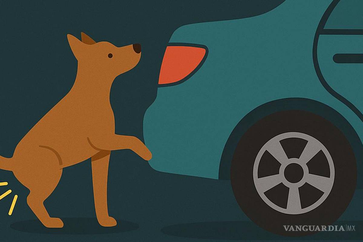 ¿Por qué los perros orinan las llantas de los autos?... Explicación y cómo evitar que lo hagan