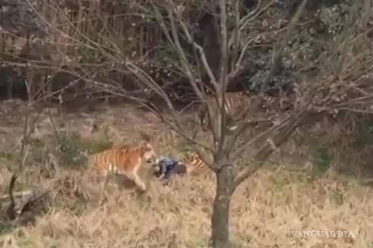 Hombre muerto por tigre en China intentaba entrar gratis al zoológico