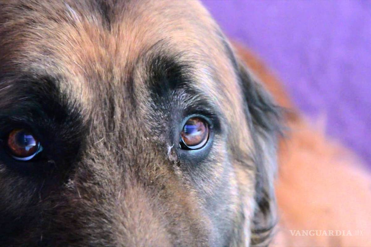 En México: siete de cada 10 perros son víctimas de maltrato y abandono