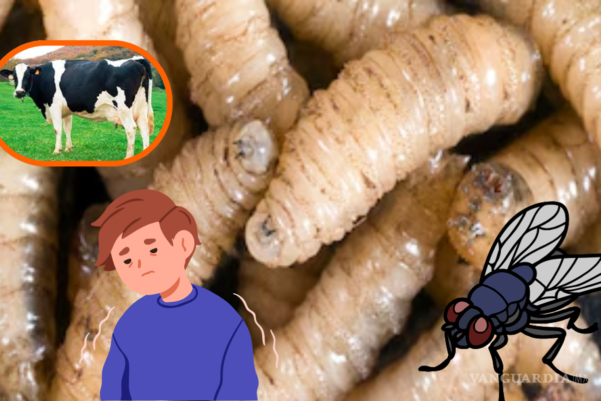 Gusano barrenador en México; síntomas y cómo reconocerlo
