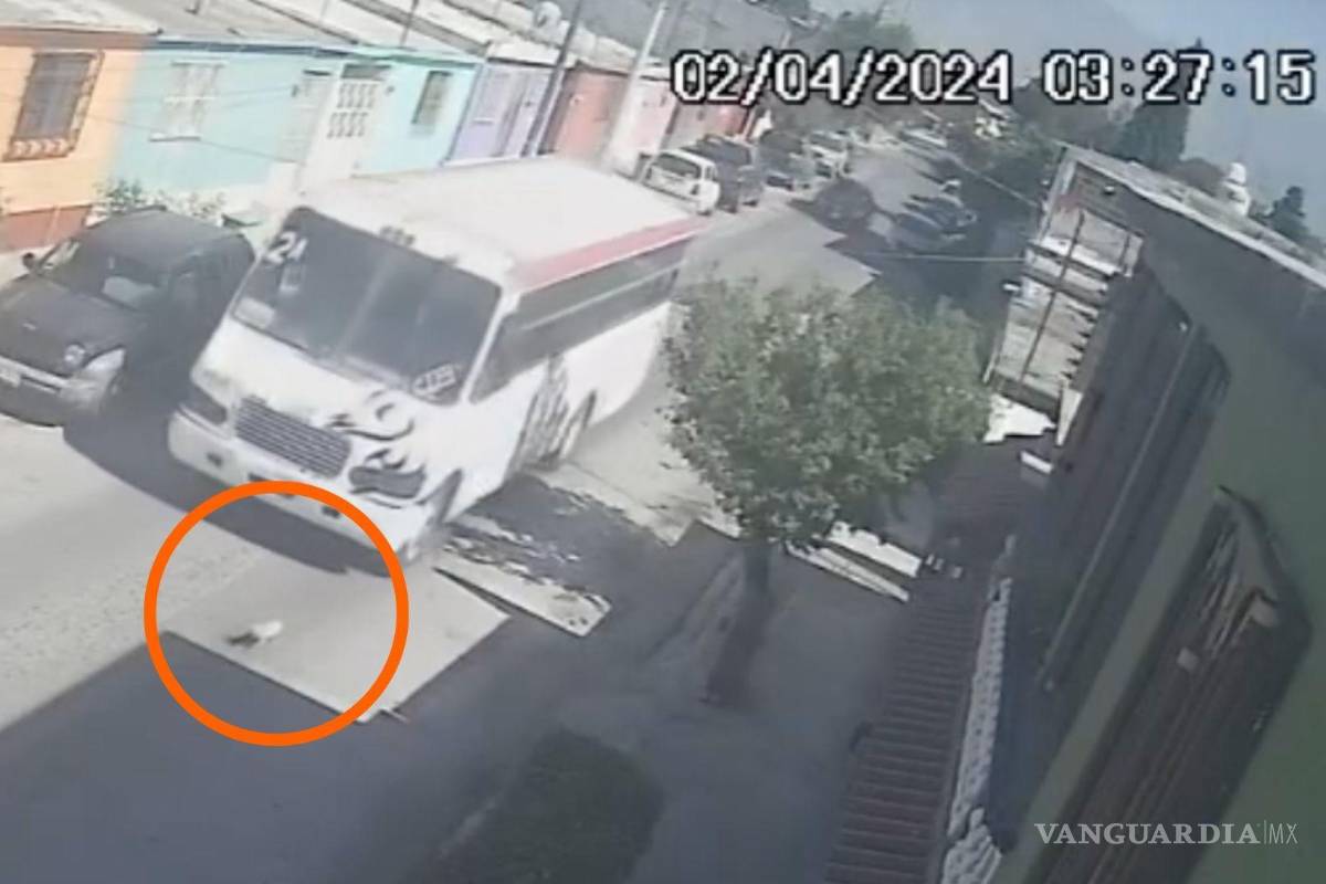 Captan en video a ‘combi’ atropellar a perrito e irse a la fuga en Saltillo; usuarios exigen justicia