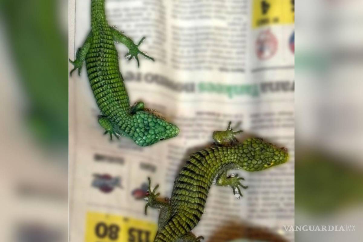 Detienen y vinculan a proceso a traficante internacional de reptiles; viajaría del AICM a Japón