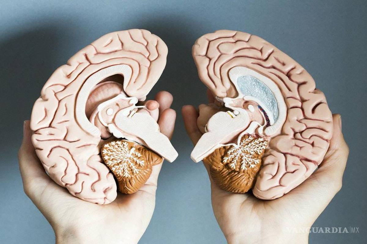 No hay un cerebro masculino y otro femenino
