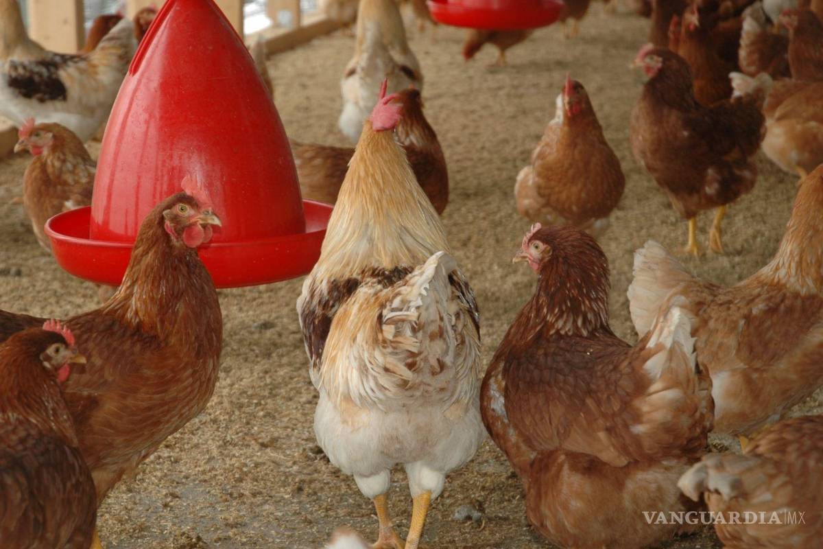 Declaran al 85% de unidades productoras en Coahuila libres de influenza aviar