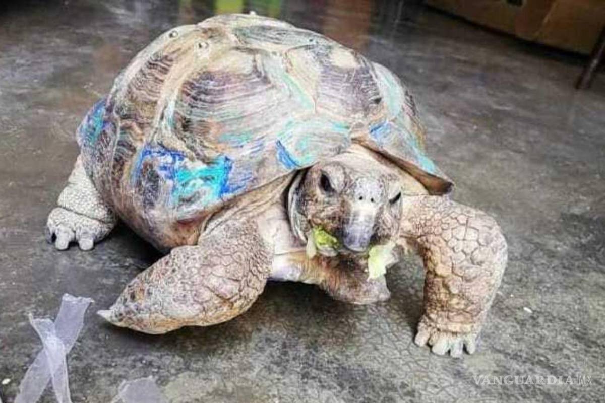 Saltillo: tras dos años siguen buscando a ‘Teófilo’, tortuga que se perdió en la colonia Zaragoza
