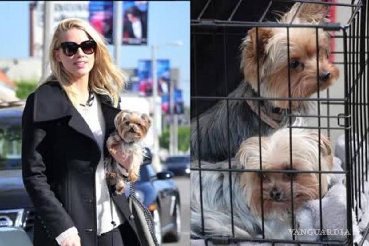 La esposa de Johnny Depp, condenada por culpa de sus perros