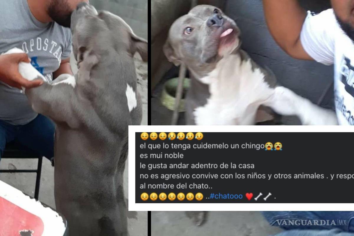 Encuentran al ‘Chato’, perrito extraviado en Monterrey, emotivo mensaje de su dueño se volvió viral