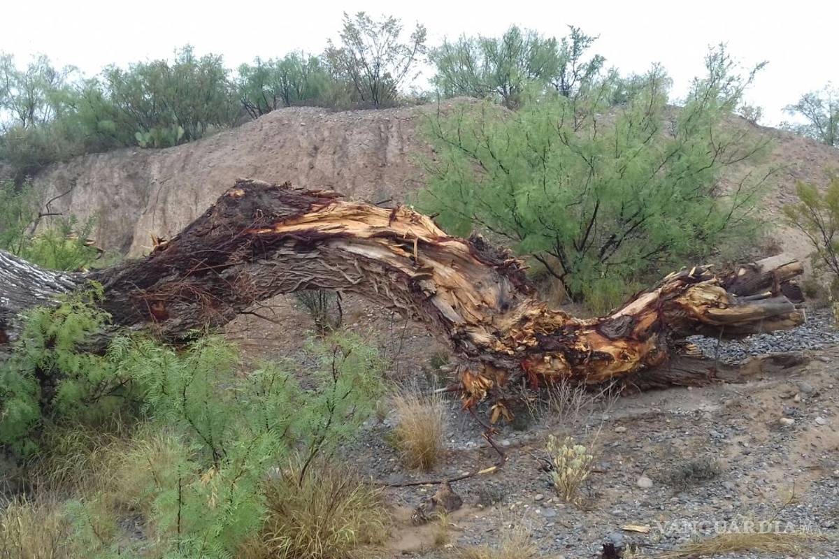 Usan ejido de Nadadores como "cementerio" de árboles