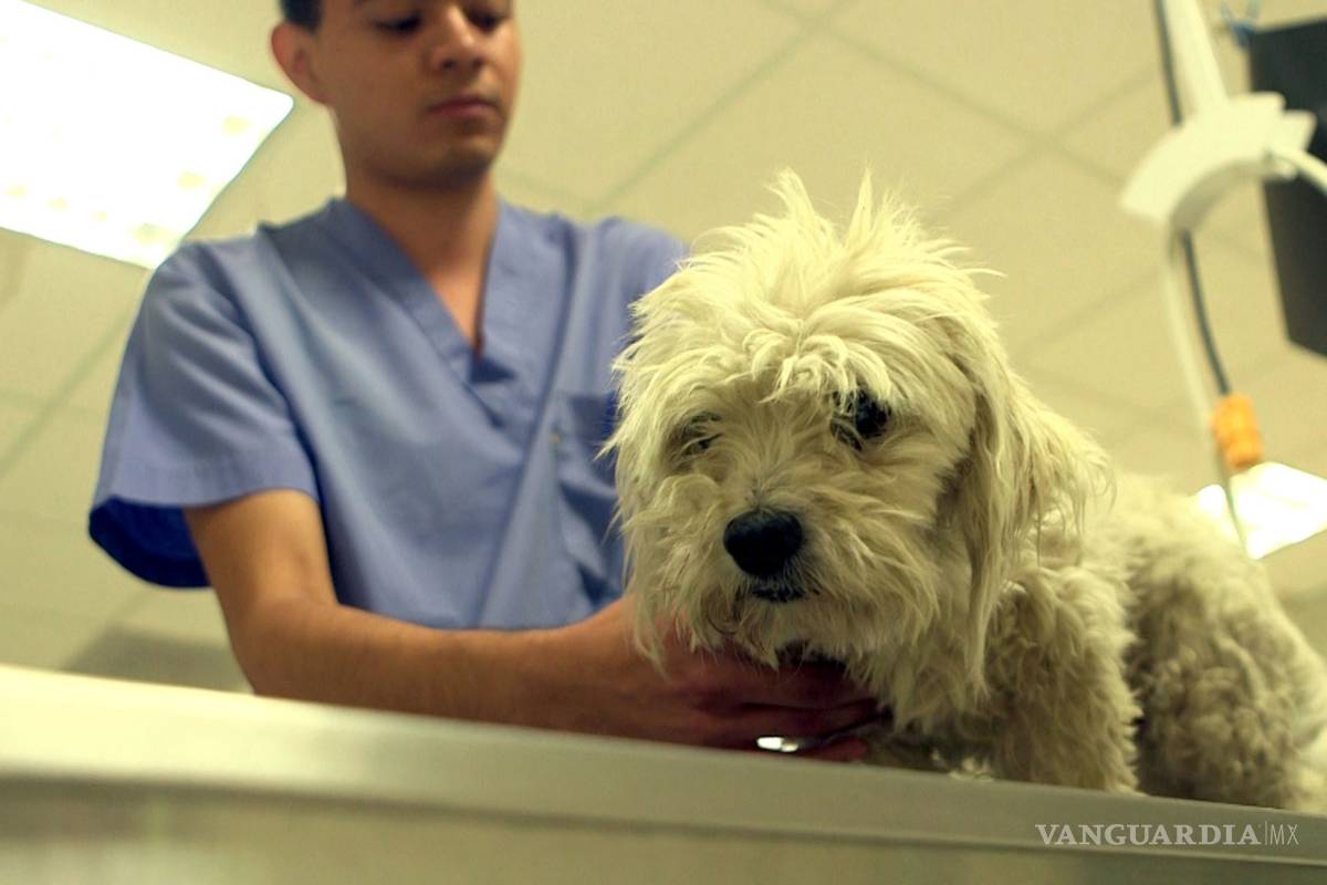 Hoy se celebra en México el Día del Médico Veterinario