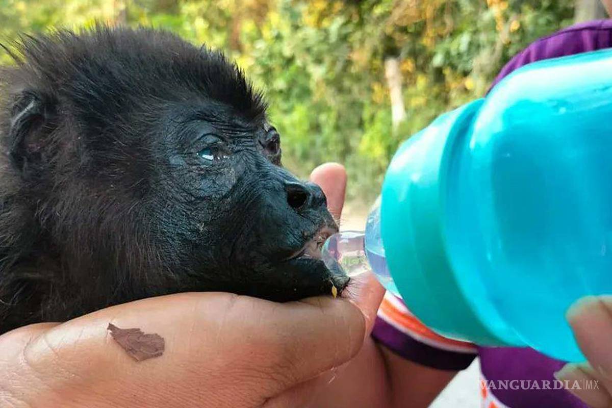 Confirman muerte de 157 monos aulladores en Tabasco y Chiapas