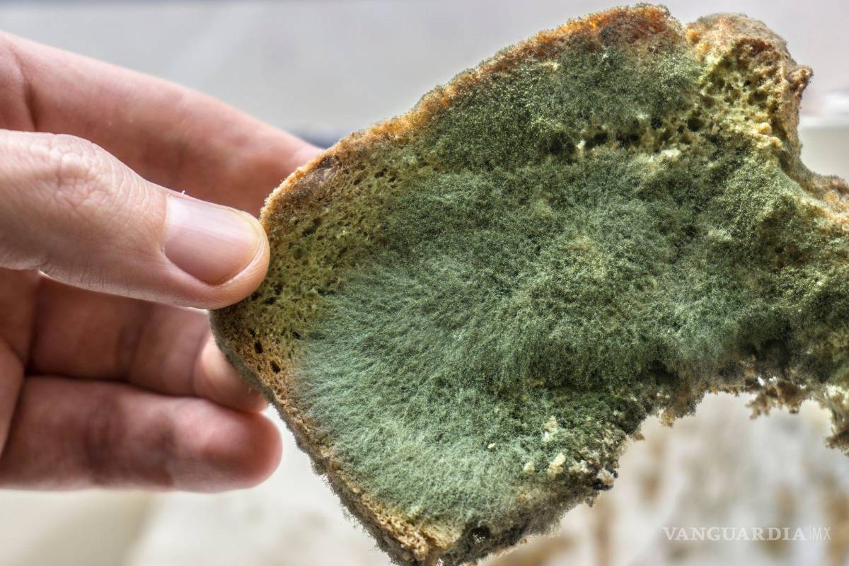 Cuidado al comer: alertan en Coahuila contra consumo de alimentos en mal estado