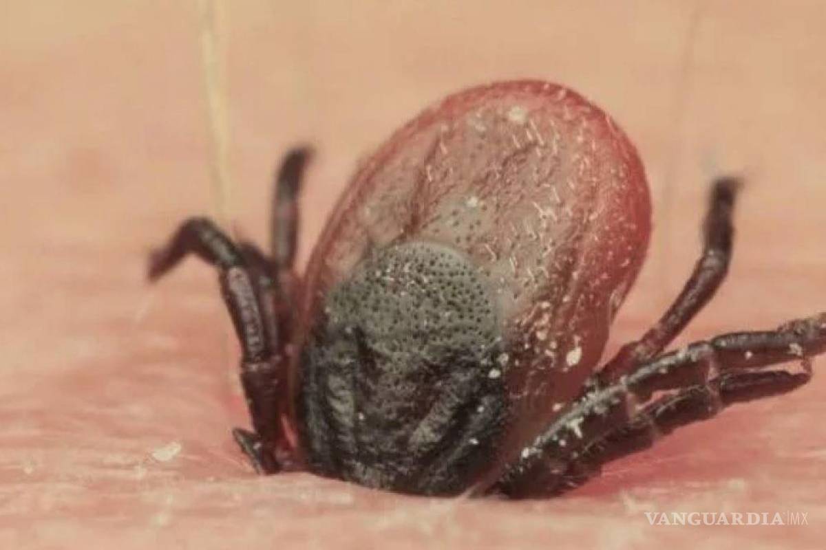 EU detecta garrapatas portadoras de fiebre manchada en norte de México