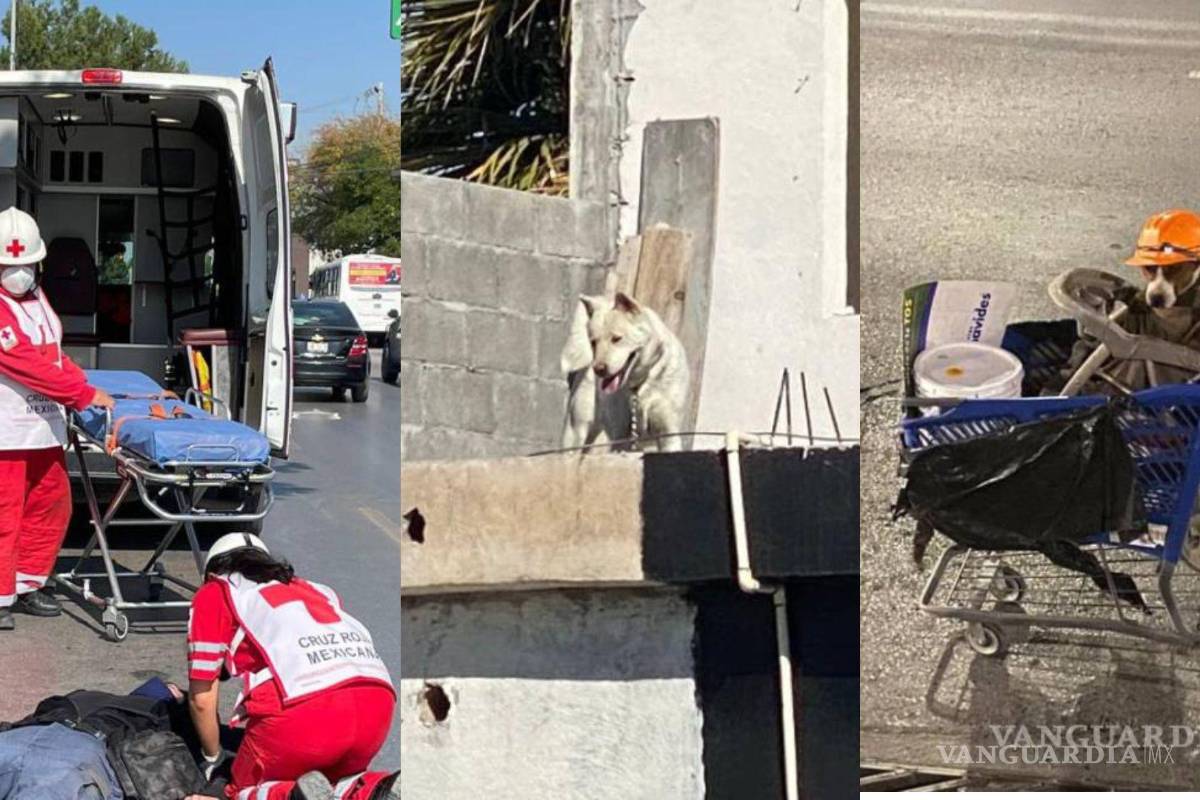 Semana perruna en Saltillo: mientras a uno lo vuelven viral, rescatan a dos canes por maltrato