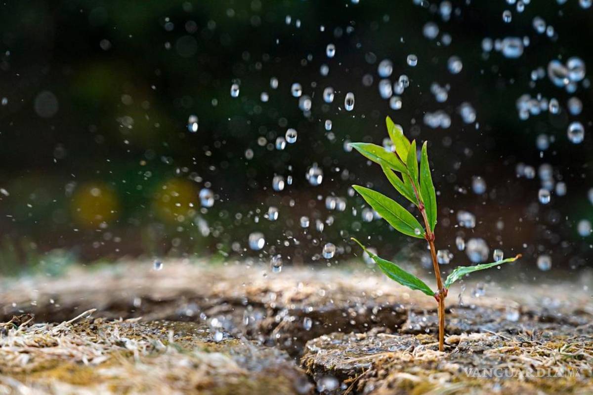 Petricor: Unión de ciencia y poesía