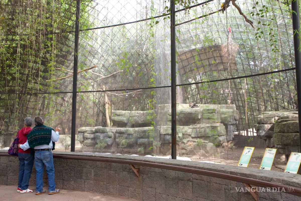 Realizan consulta para cerrar el zoológico de Chapultepec