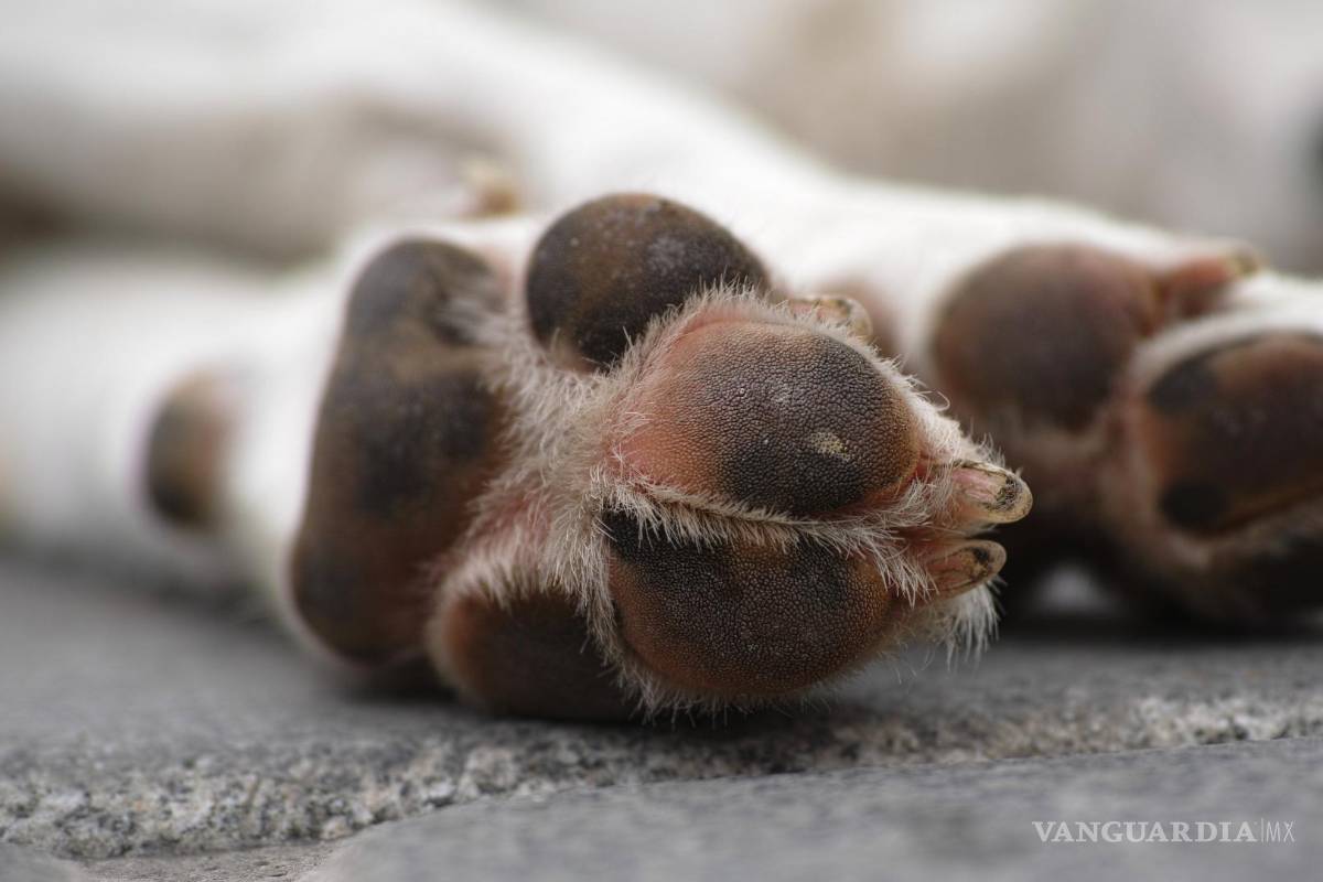 Abandonan a ‘lomito‘ y lo encuentran en avanzado estado de descomposición en Monclova