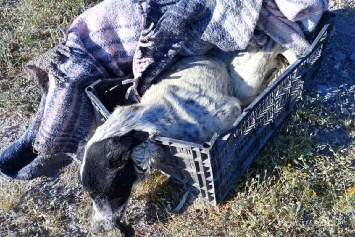 Abandonan perrito en estado crítico en Parras, Coahuila; dueña es identificada y exigen justicia