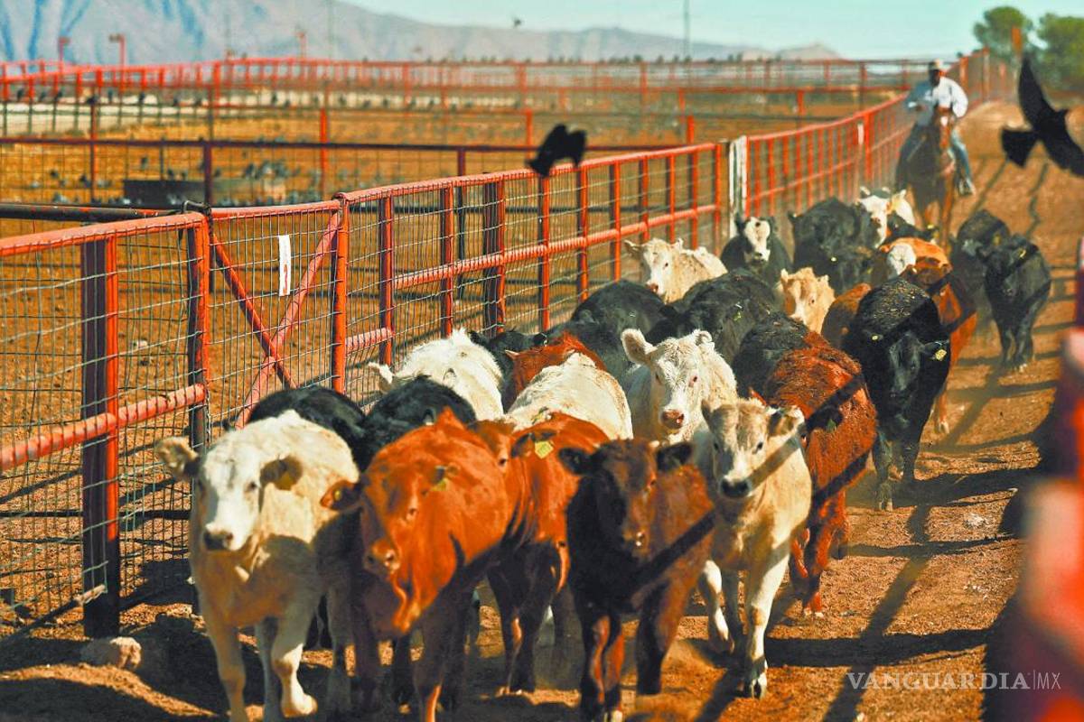 México enfrenta crisis sanitaria y económica, tras veto de EU al ganado mexicano por plaga