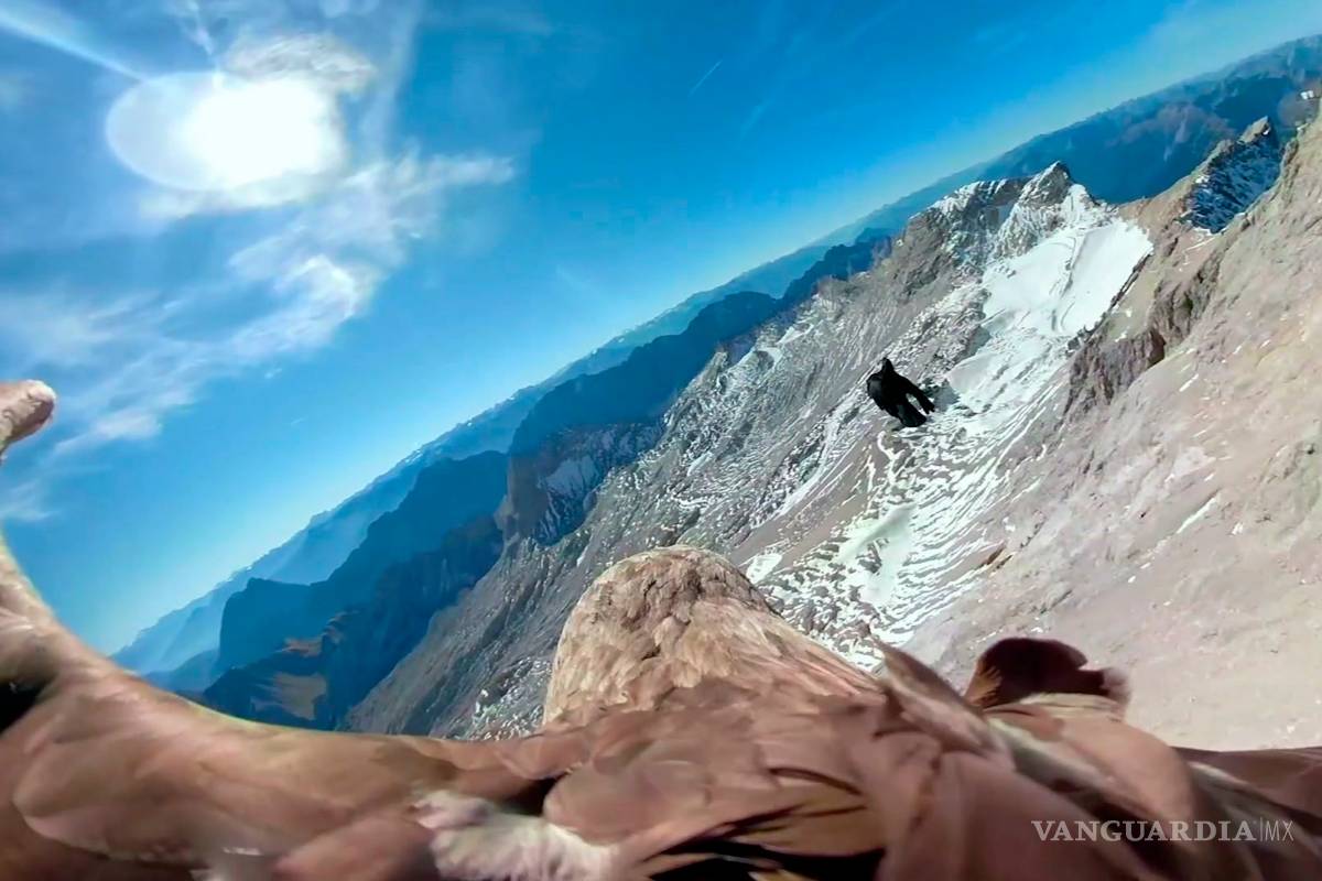 Cámara montada en águila mostrará daños a los glaciares en los Alpes