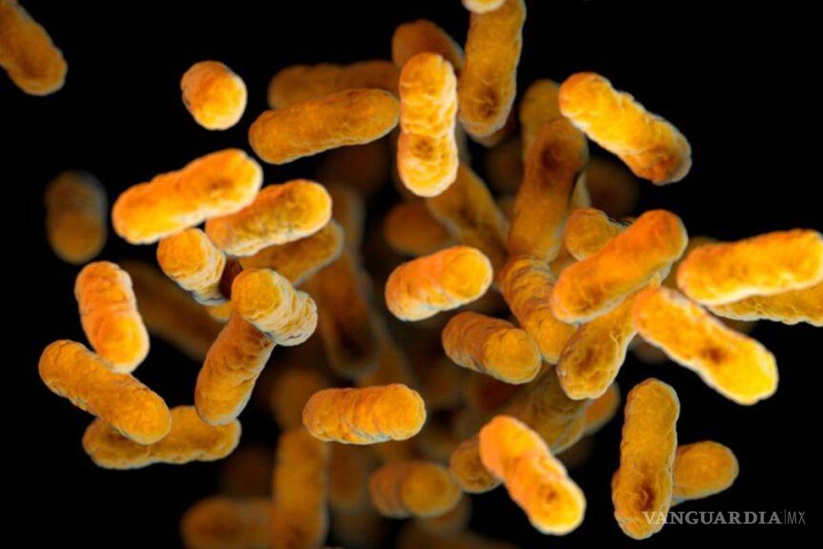 Alerta epidemiológica en México... ¿Qué es la Klebsiella oxytoca? bacteria que brotó en hospitales; causas y síntomas