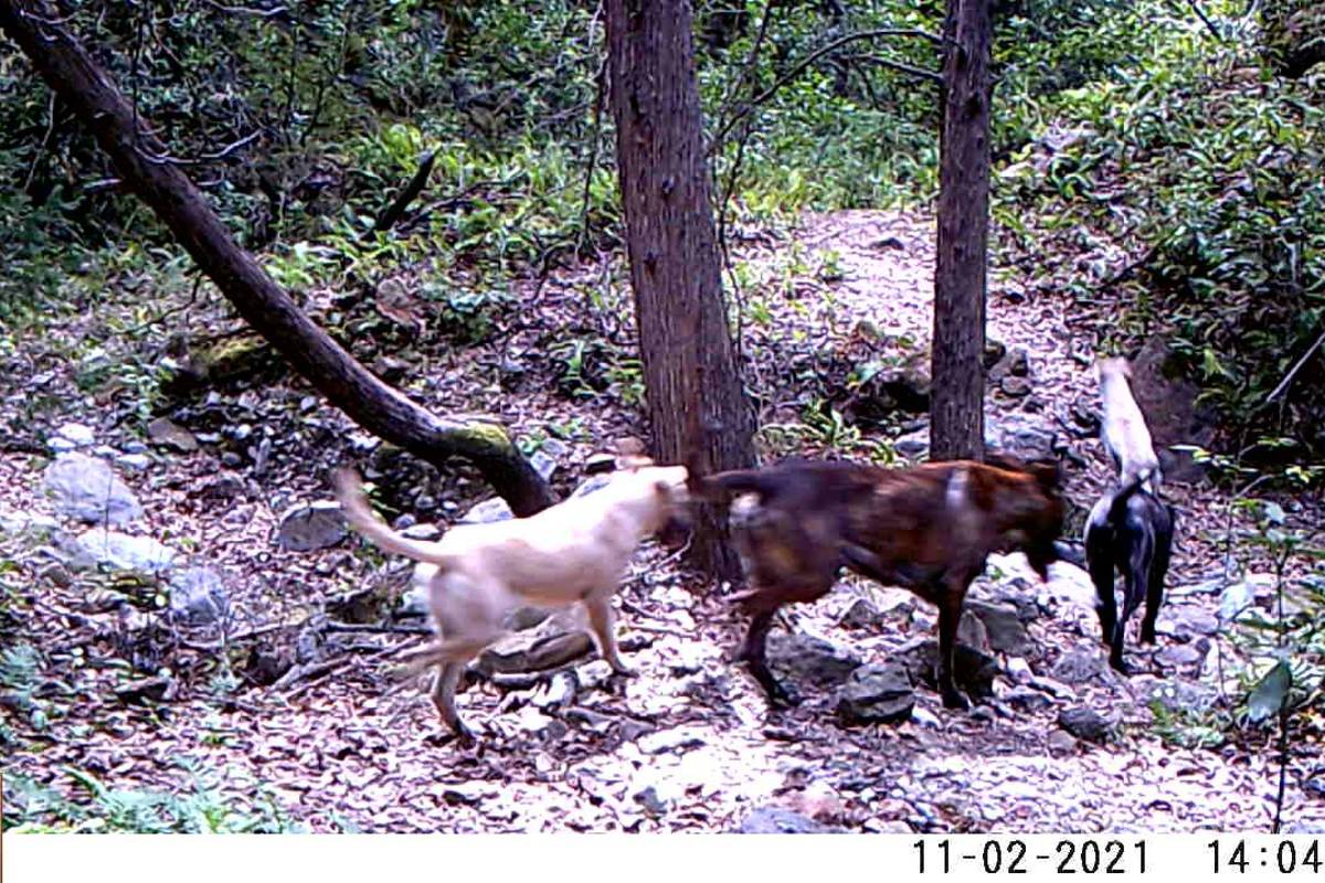Depreda ‘horda’ canina en sierra de Zapalinamé; identifican a dos jaurías