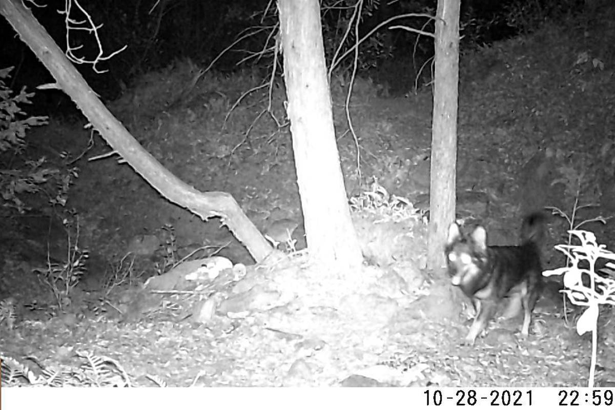 Depreda ‘horda’ canina en sierra de Zapalinamé; identifican a dos jaurías