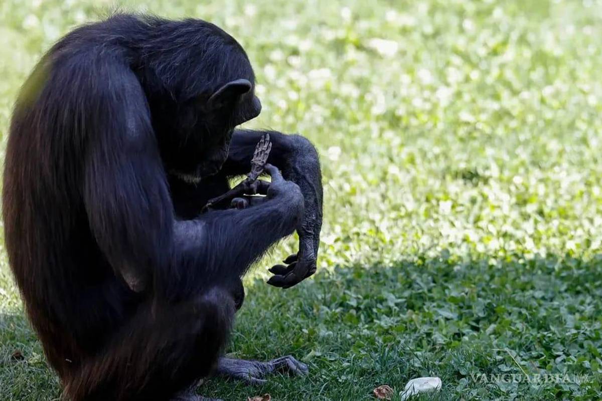Tras siete meses de duelo, la chimpancé Natalia soltó el cadáver de su bebé fallecido