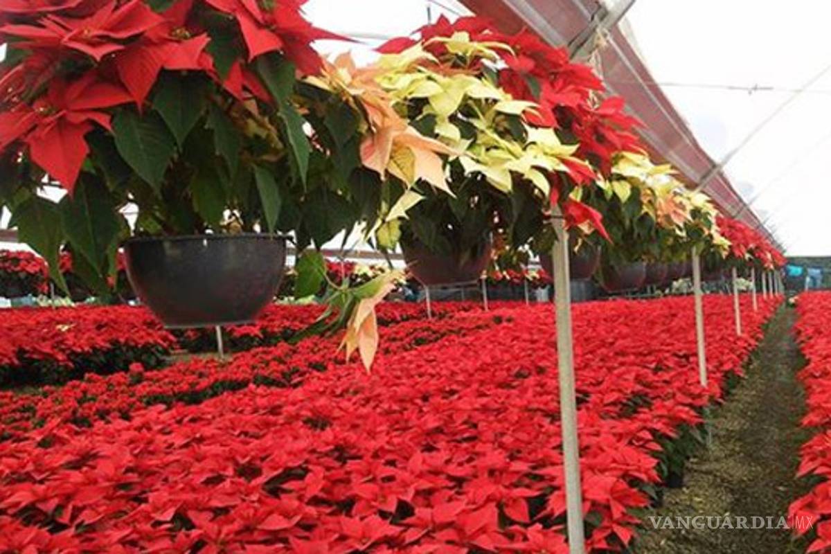 Prevén producción de 16 millones de plantas de Nochebuena