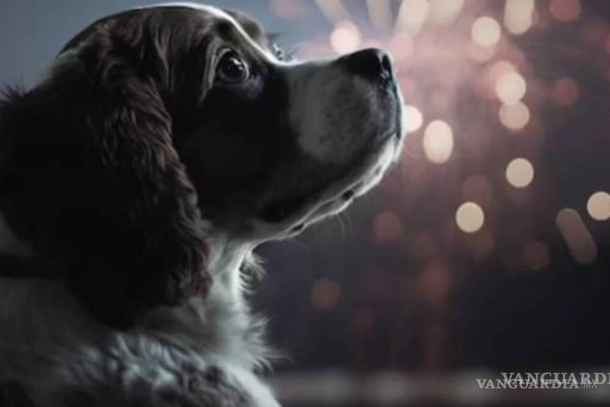 Tras la pirotecnia de Año Nuevo, se llenan las redes sociales de reportes de perros extraviados en Saltillo