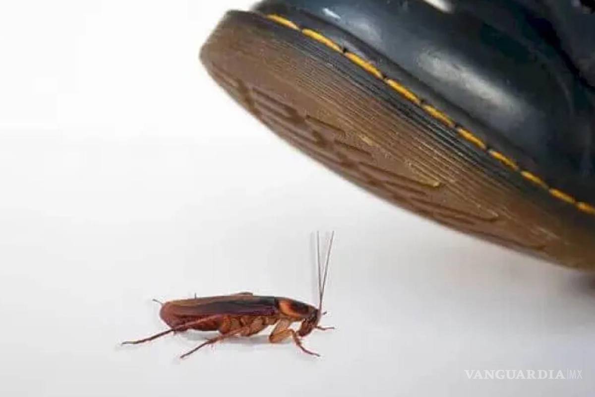 ¡Cuidado!... ¿Por qué no debes pisar una cucaracha?... estas son las enfermedades que pueden propagarse al hacerlo