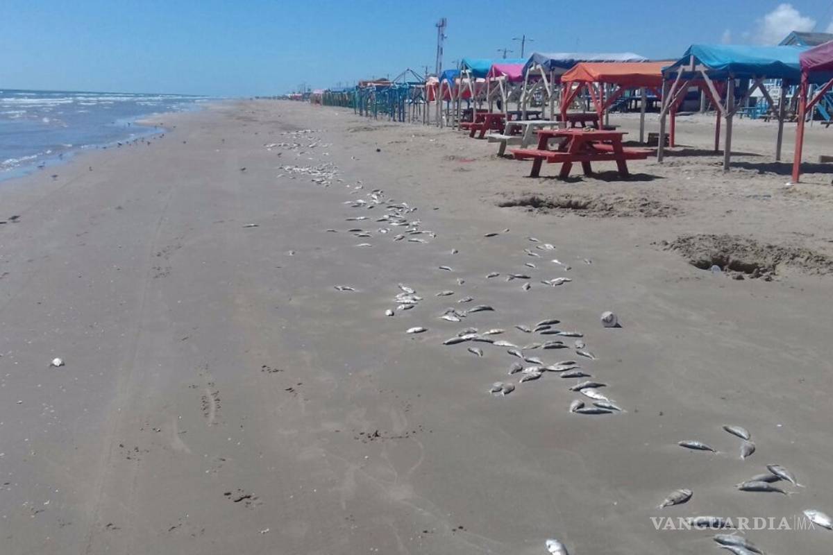 Reportan marea roja en costas de Tamaulipas