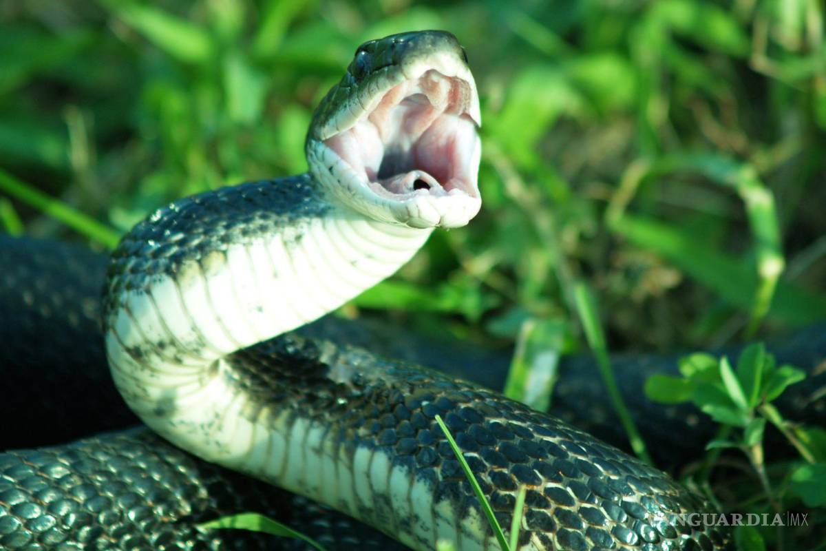 Consultorios en ejidos de Arteaga, preparados con antídotos contra víboras y alacranes