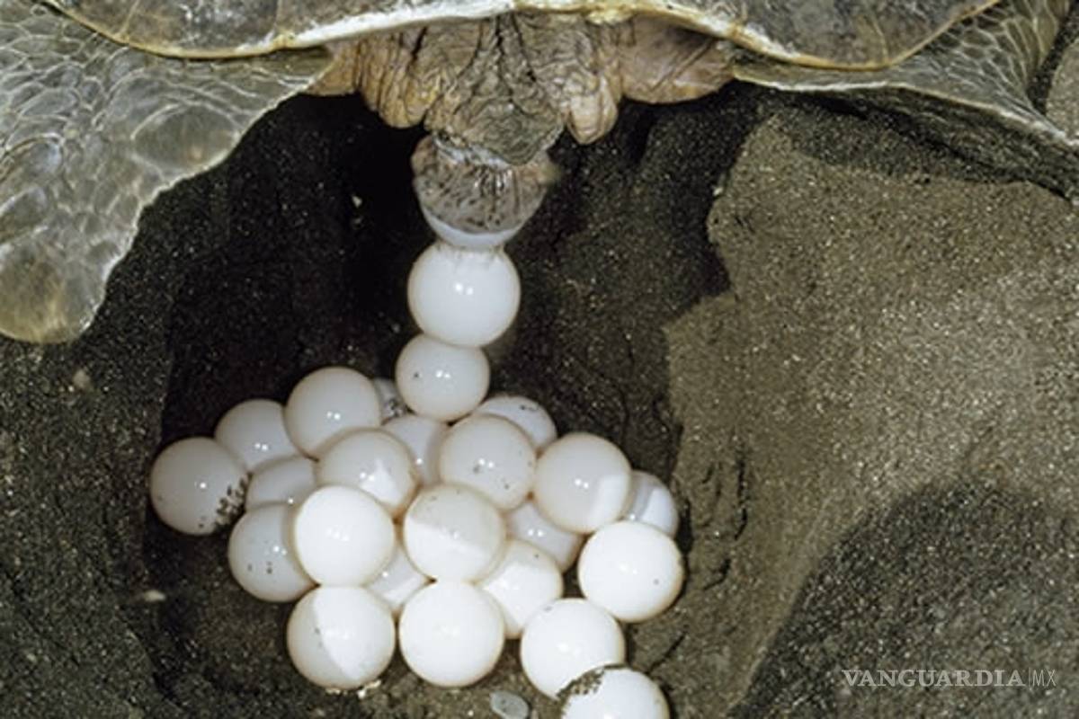 Semar asegura casi mil 190 huevos de tortuga en Michoacán y Oaxaca