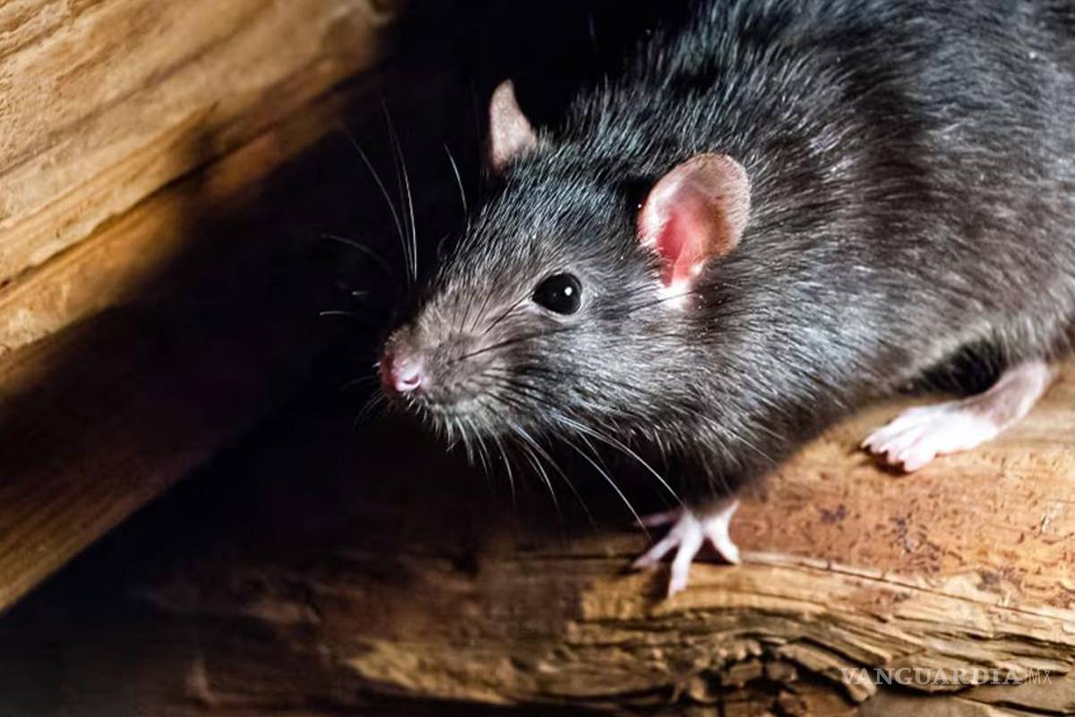 ¿Ratas en tu hogar?... cuál es la mejor forma de eliminarlas
