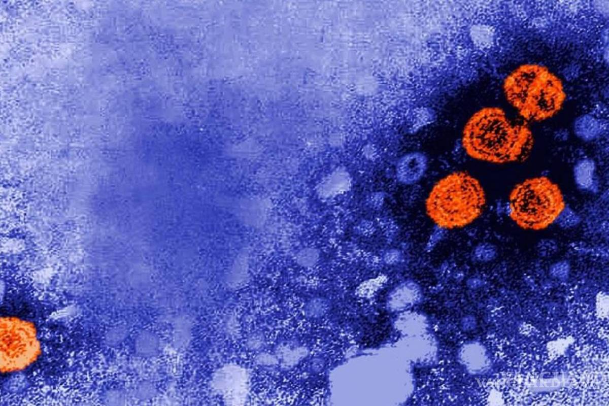 $!Imagen de microscopio del virus de la hepatitis B.