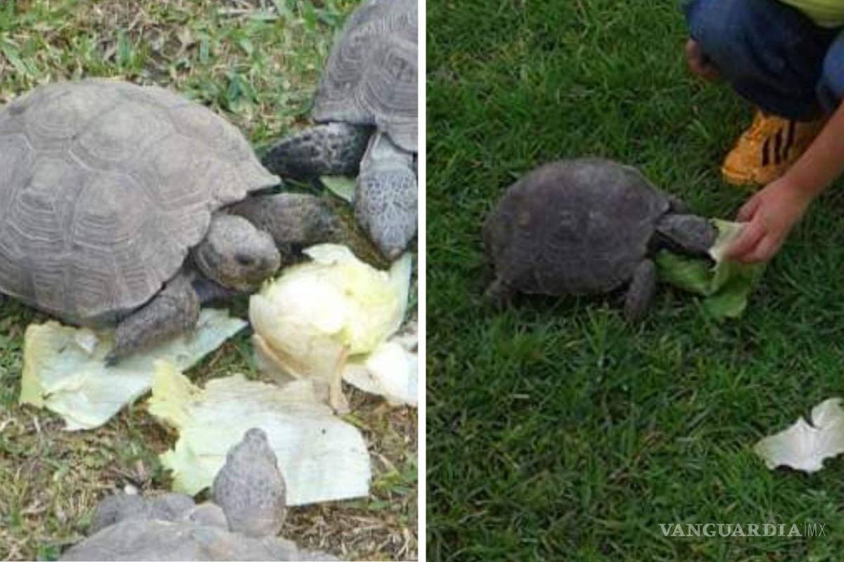 ‘Estamos muy tristes sin ella en casa’; piden regresar a ‘Torcuata’, tortuga de 30 años que se perdió en Saltillo