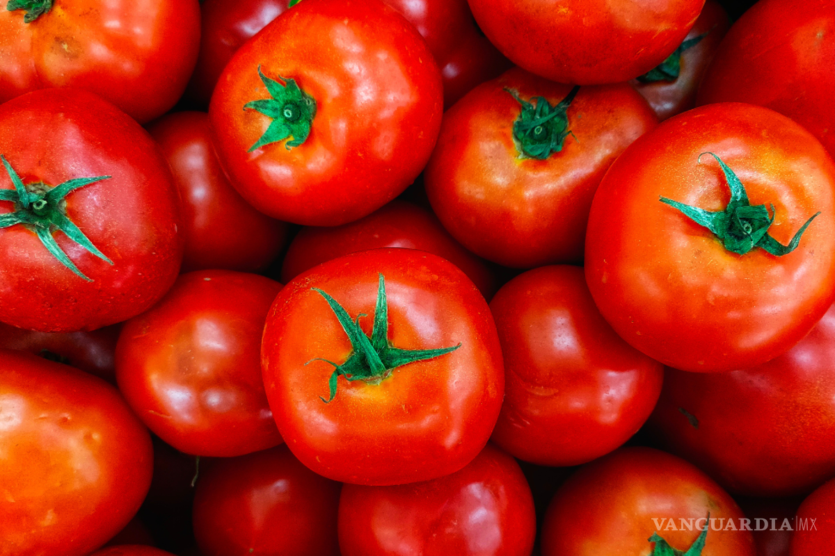 ¿Cuánto costará la exportación del tomate fresco? Gobierno de México fija precio mínimo