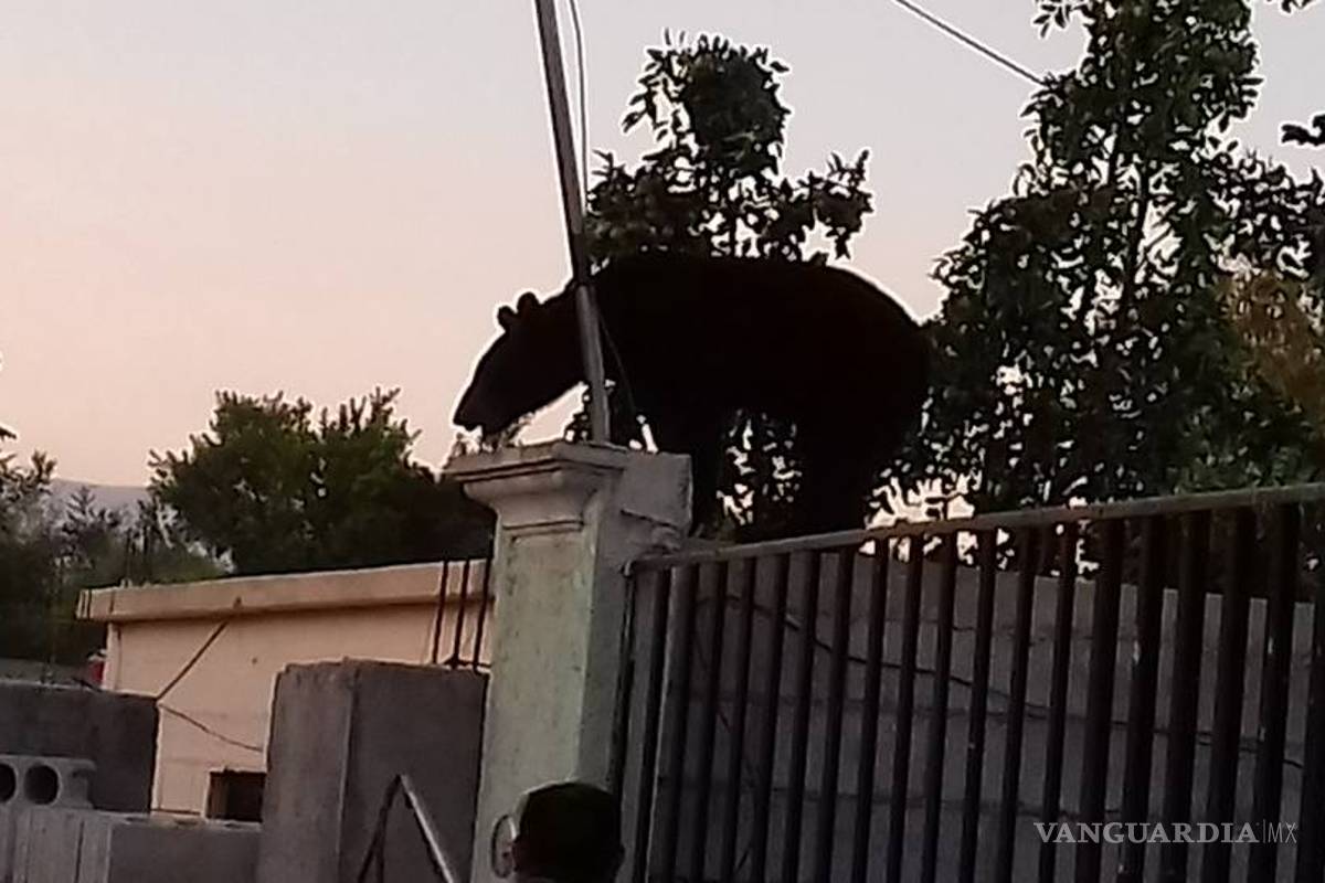 Vecinos reportan un pequeño oso negro en colonia de Frontera