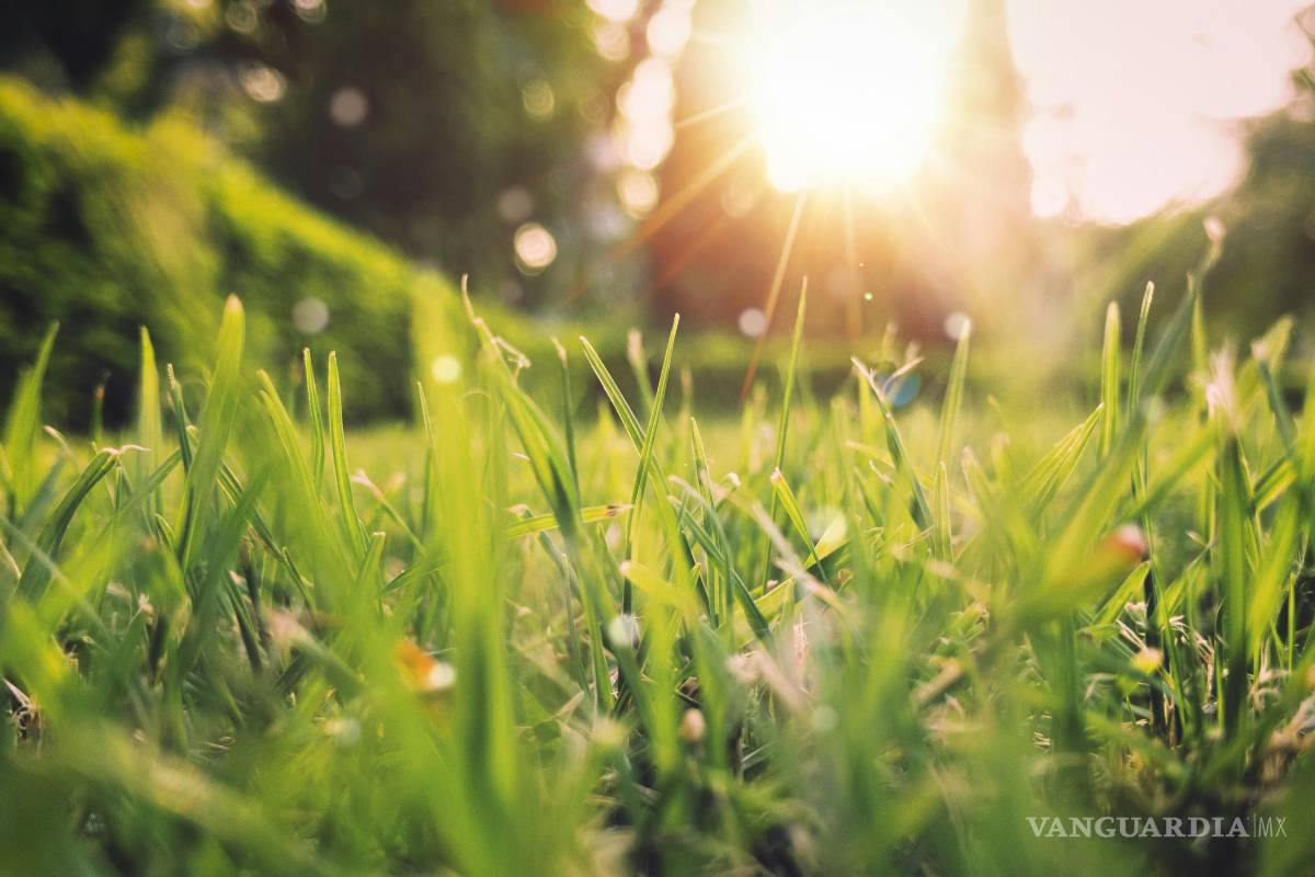 Entre polinizadas y deshojadas: Crónica de una primavera sin vergüenza