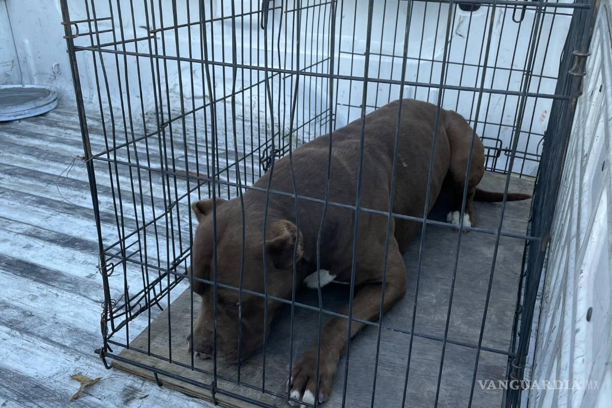 Perro ataca a hombre en Saltillo y lo manda al hospital; Policía Ambiental asegura a la mascota
