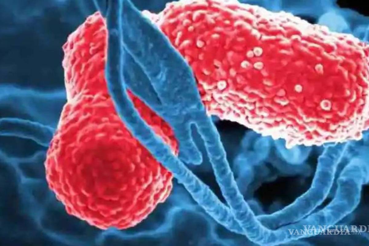 Afirman que brote de bacteria Klebsiella oxytoca está confinado en Edomex