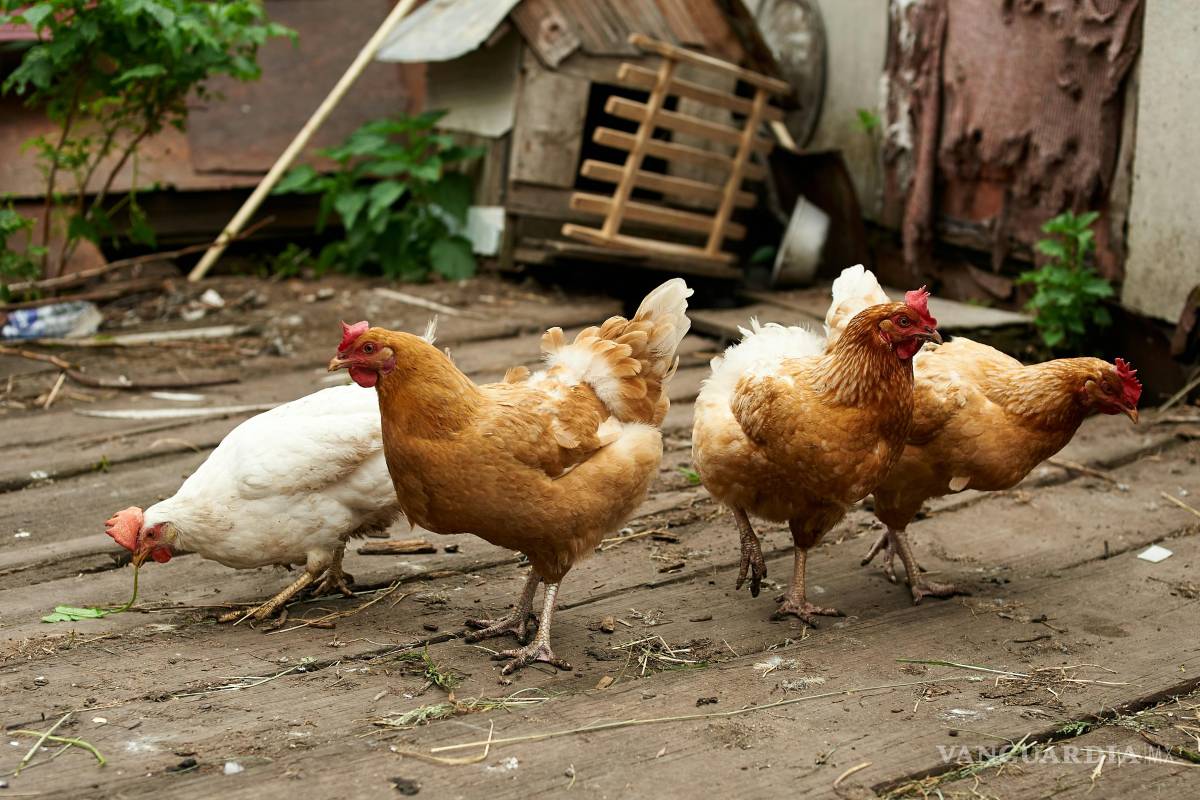 Dan negativo padres de niña con influenza aviar