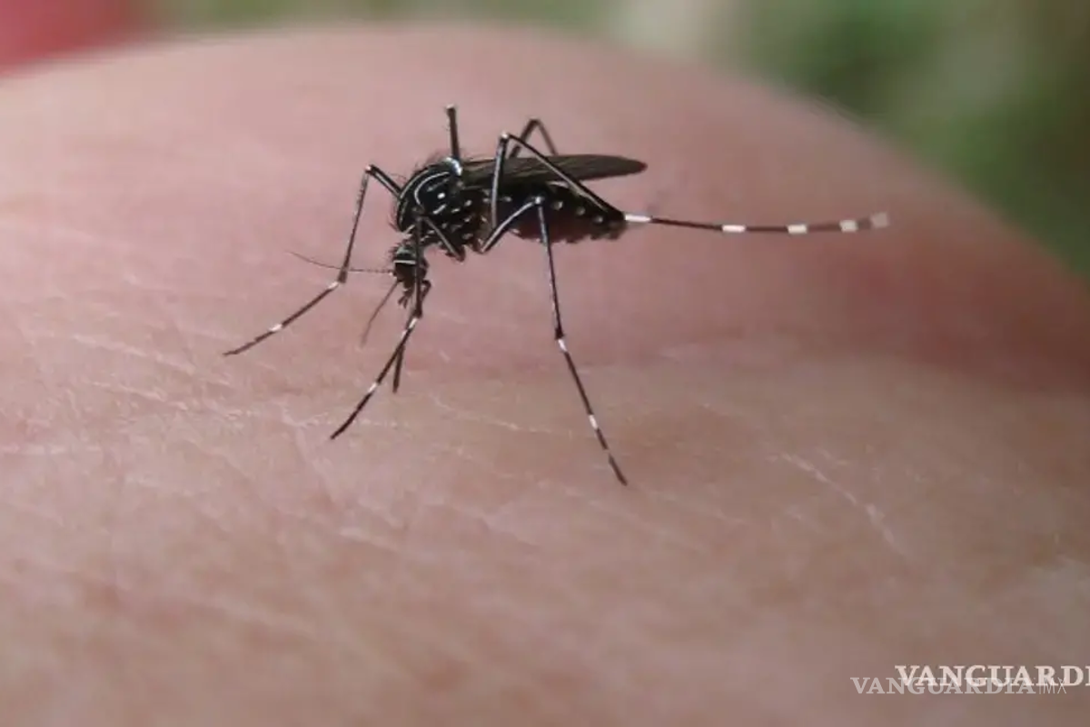 Coahuila suma 17 contagios de dengue en ocho municipios