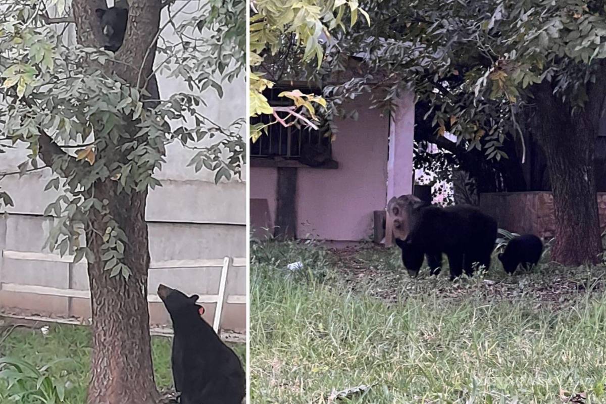 Captan a osos comiendo nueces y tomando agua al oriente de Saltillo