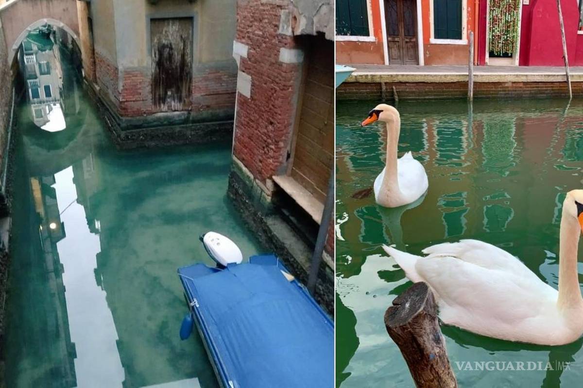 Venecia respira; el agua de sus canales se aclara por aislamiento de Coronavirus