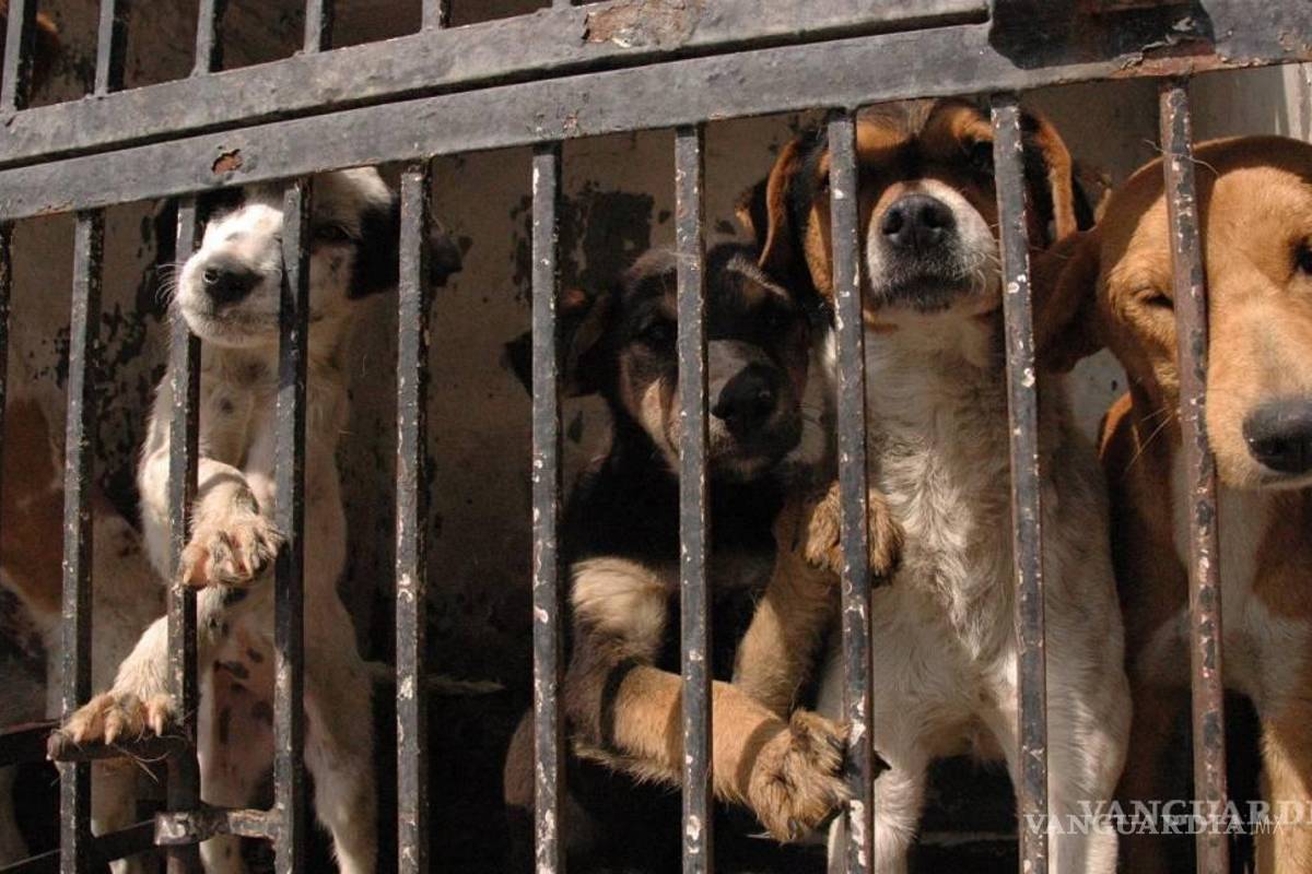 Por COVID-19, se duplica la donación de mascotas a Control Animal de Saltillo