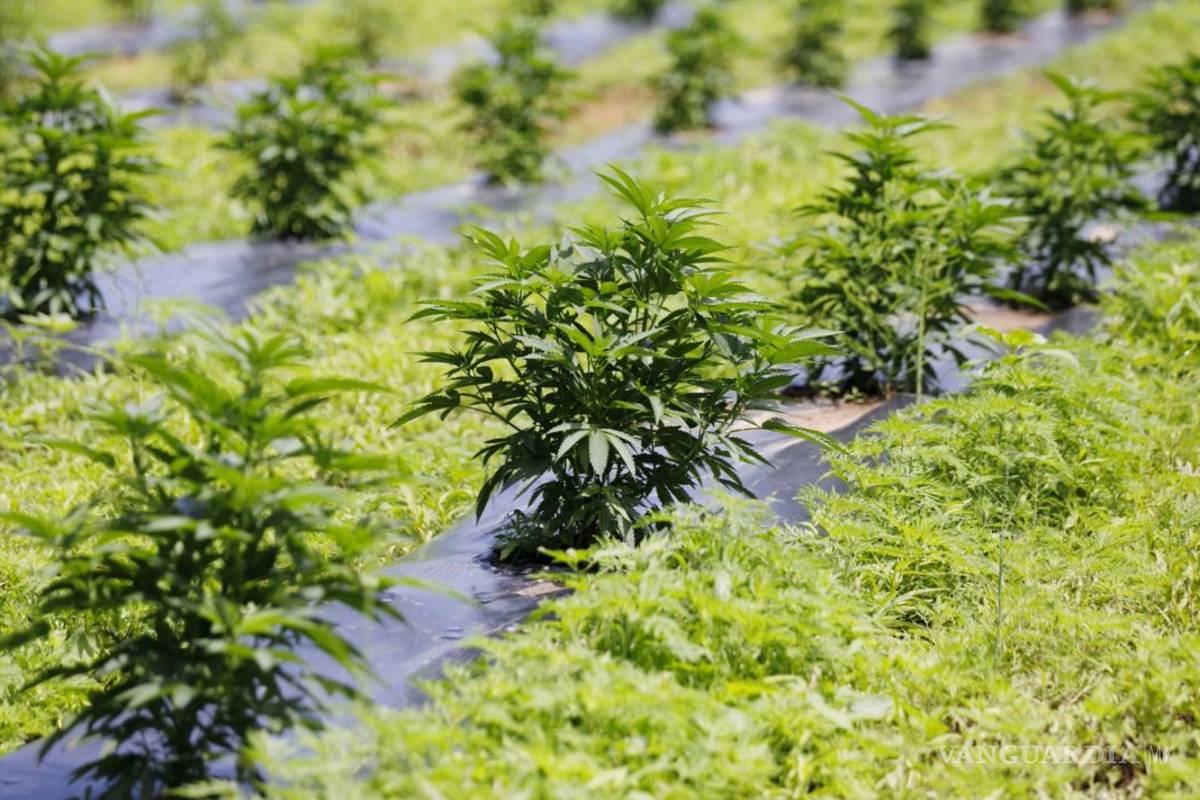 Se entrampa la legislación para uso lúdico de mariguana